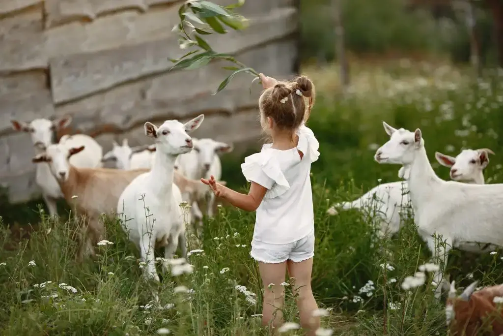 Kinderboerderij in barneveld