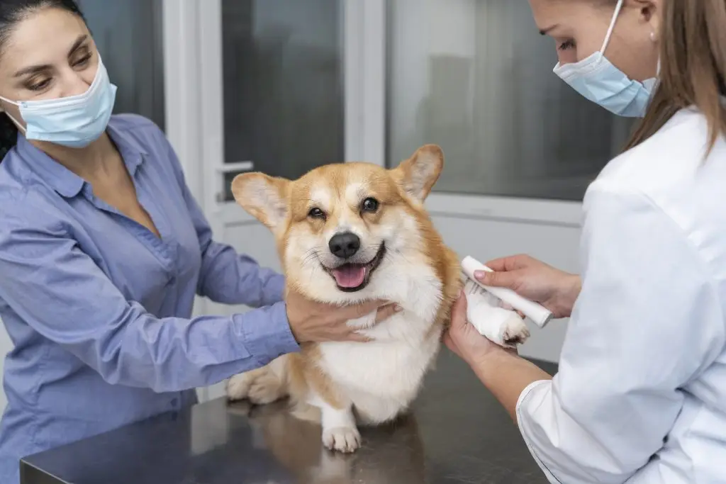 Dierenkliniek in barneveld